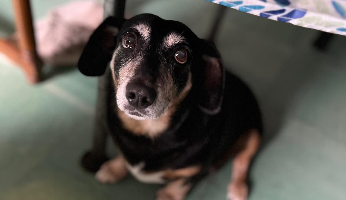 Ayudemos a este perrito a luchar contra un tumor