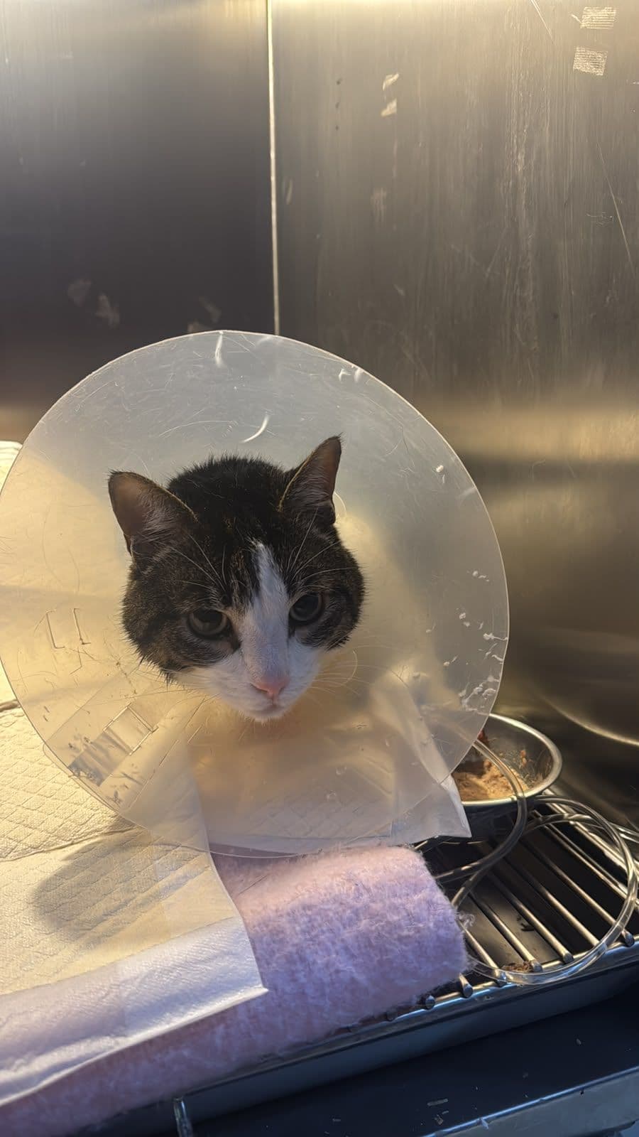 Ayuda solidaria para Gatito Phillip, tratamiento de obstrucción urinaria.